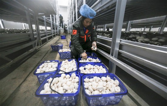 江西:新余總投資8億元雙孢菇項(xiàng)目實(shí)現(xiàn)工廠化標(biāo)準(zhǔn)化生產(chǎn)
